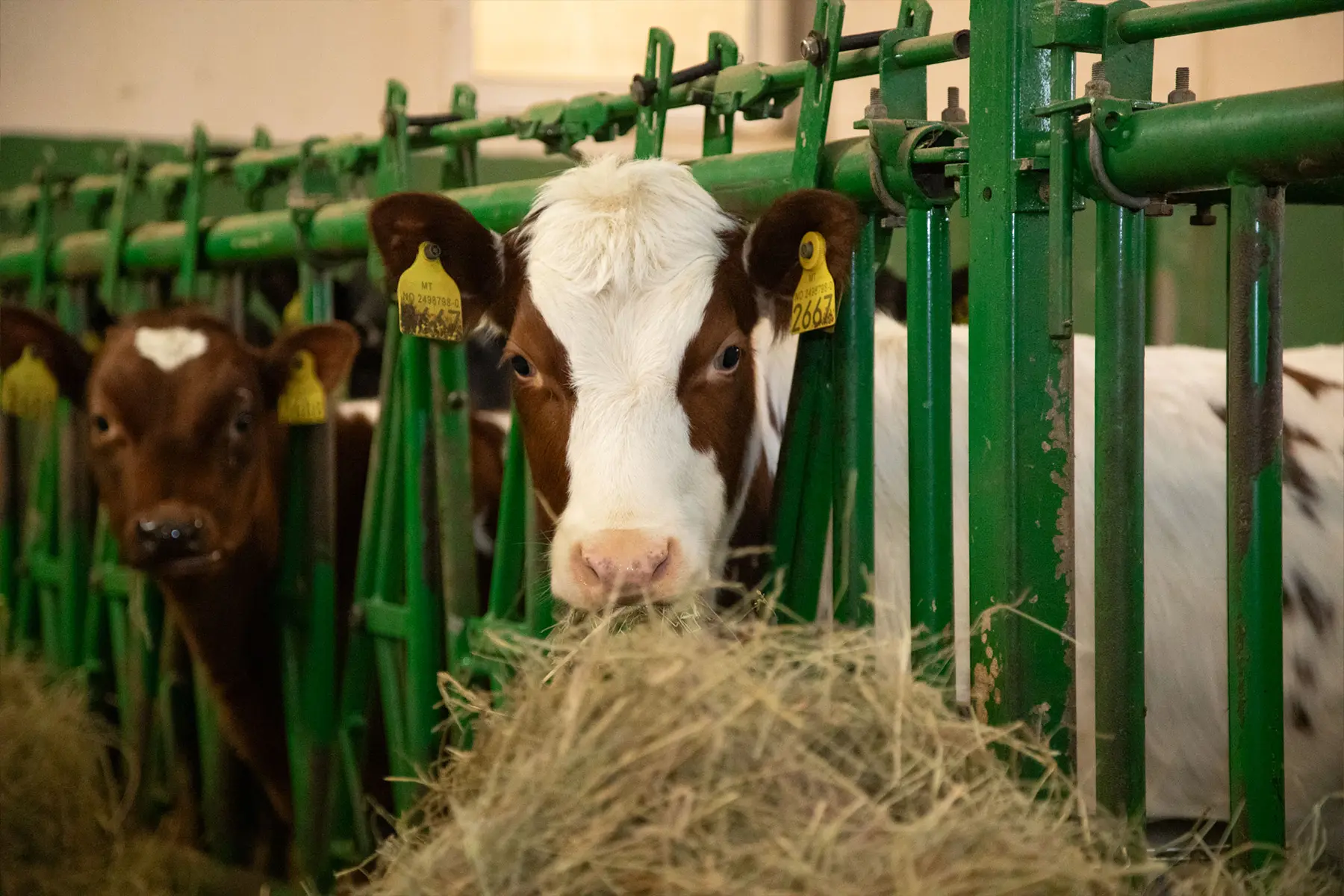 Kyr med øremerker som spiser høy i en låve, står i individuelle grønne fôringsbåser overvåket av sikkerhet på stedet.