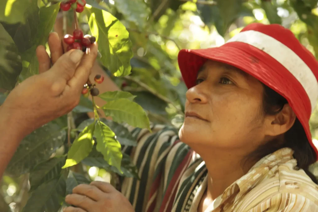 En person med rød lue inspiserer og plukker røde bær fra en plante i Kaffebryggeriets hage eller gårdsmiljø.